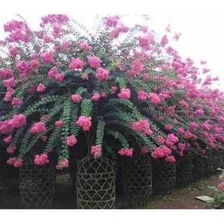 COM BO 3 BẦU CÂY GIỐNG hoa tường vy, cây giống gửi đi nguyên bầu SIZE NHỠ