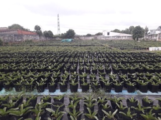 1kg bầu ươm cây size nhỡ