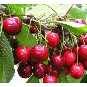 Hạt Giống Qủa Anh Đào / Cherry (5 Hạt) - Thơm Ngon, Bổ Dưỡng, Giàu Vitamin - Mua 3 Tặng 1 Cùng Loại