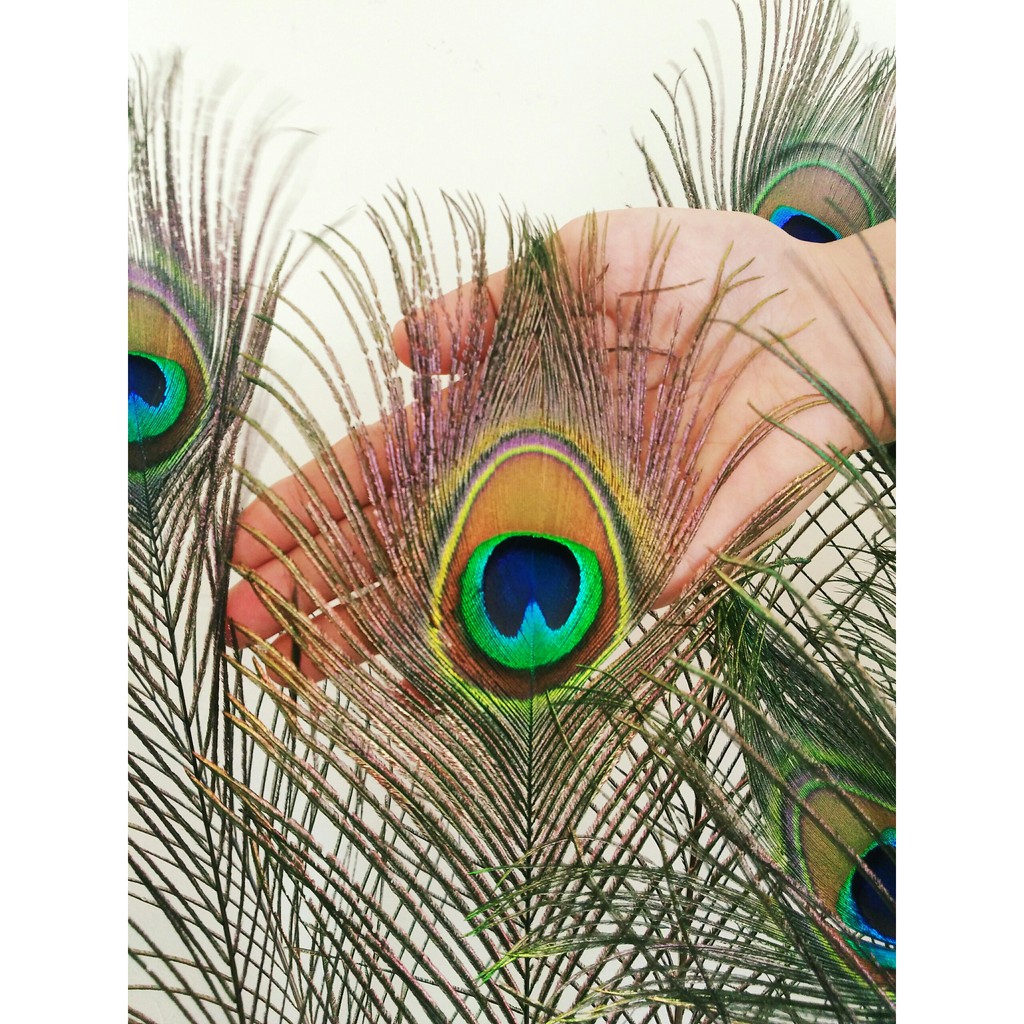 Lông công phong thủy - Lông công trang trí | BigBuy360 - bigbuy360.vn