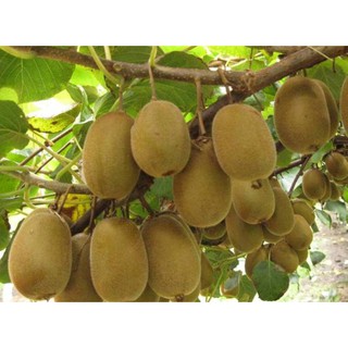 Hạt Giống Cây Kiwi
