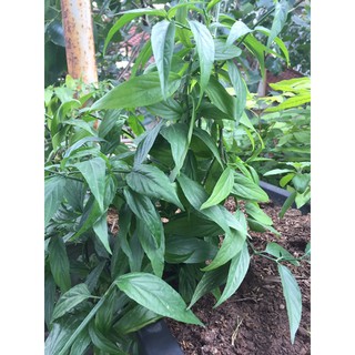 Combo 20 cây giống Xương Khỉ(bìm bịp, manh cộng)