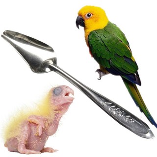 Muỗng đút vẹt non