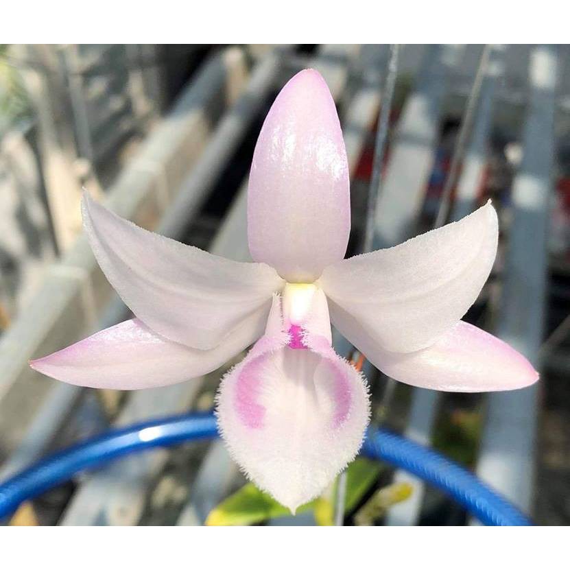 hoa lan giả hạc, phi điệp hồng mỹ nhân HMN20