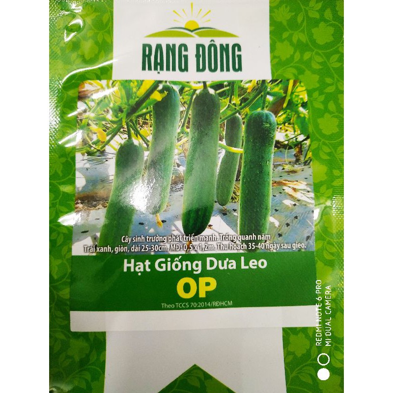 Hạt giống Dưa leo OP 5gr❤️FREESHIP XTRA❤️