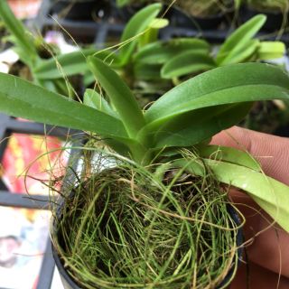 Ngọc điểm cây giống