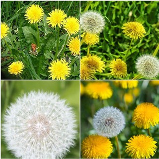 Hạt giống hoa bồ công anh - 1 gói 100 hạt