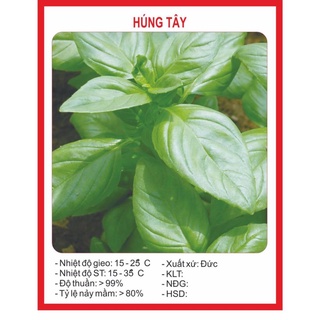 Hạt Giống Húng Tây - 0.5gram hạt giống bốn mùa