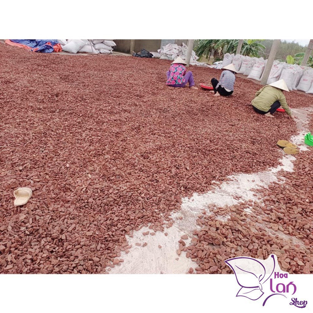 Vỏ Thông Trồng Lan ⚜️FREESHIP⚜️ size 2.5 - 4cm  Mài Cạnh Đã Qua Xử  Lý Dùng Để Lót Đáy Chậu, Túi 500G