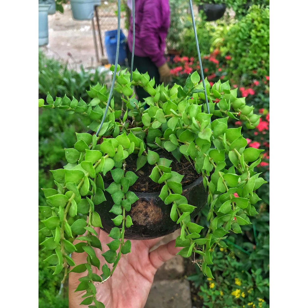 Cây lan tim kèm chậu treo gáo dừa ⚡️GIÁ GỐC TẠI VƯỜN⚡️ cây thích hợp treo ban công, trang trí hàng quán sân vườn