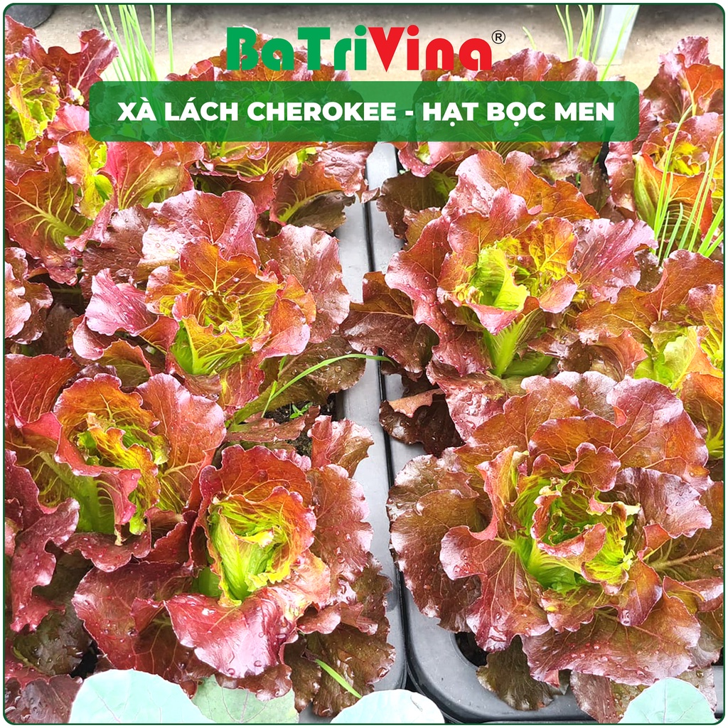 Combo hạt giống xà lách bọc men Cherokee- USA Johnny Seeds