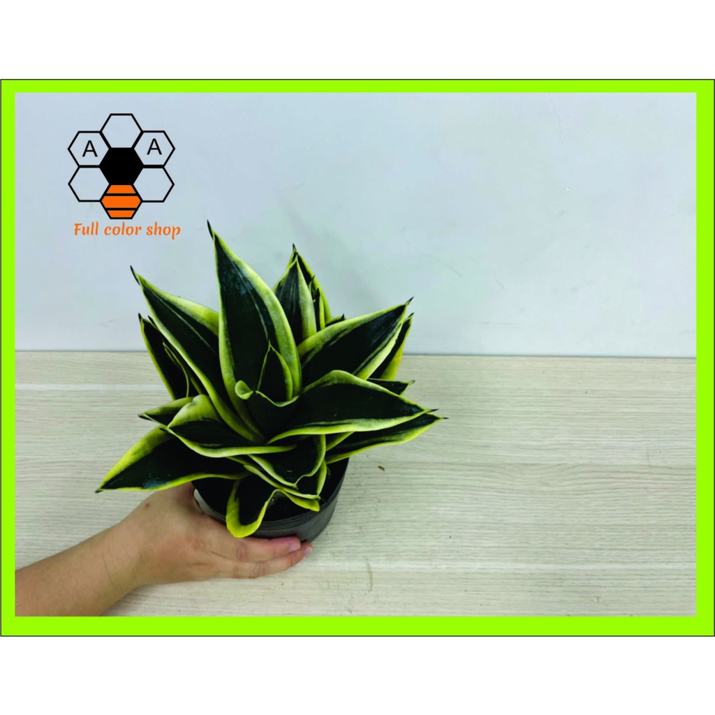 Cây lưỡi hổ Thái , cây phong thủy trồng trong nhà, cây cảnh mini để bàn trang trí nội thất văn phòng