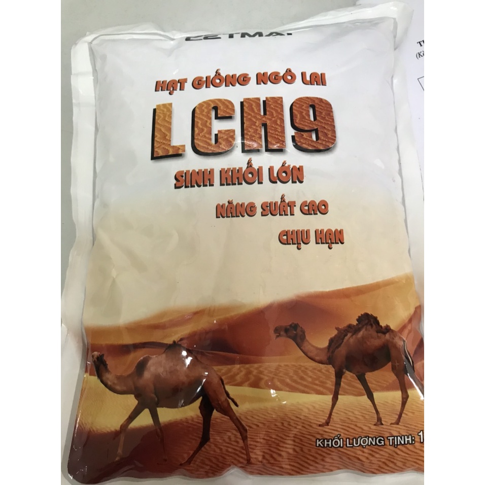 Giống ngô lai LCH9