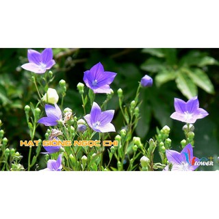 Hạt Giống Hoa Cát Cánh - 50 Hạt