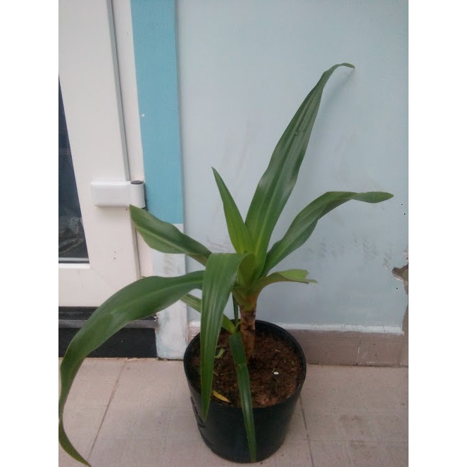 Cây Văn thù Lan- Náng hoa trắng (free ship)