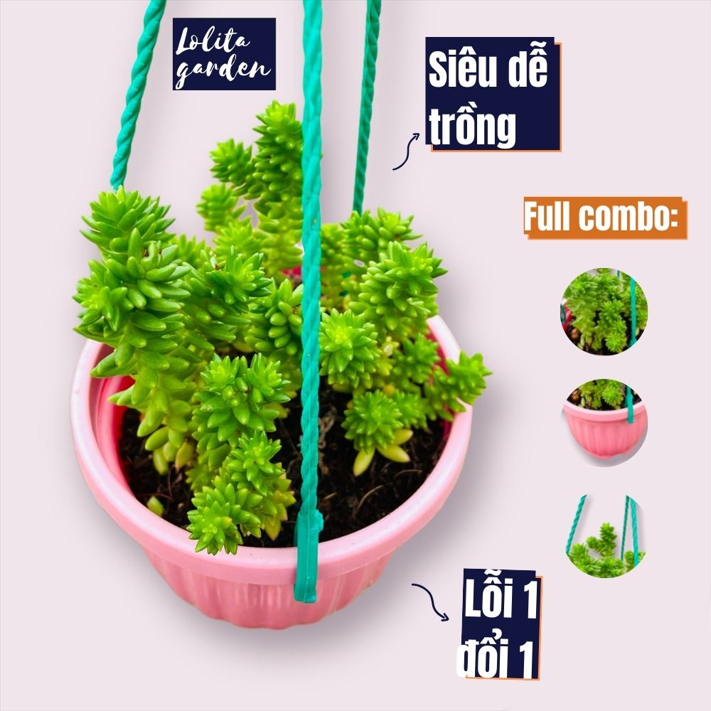 Sen đá sedum rong biển trồng chậu treo Đà Lạt size trung bình cây cảnh trang trí nhà cửa Lolita garden