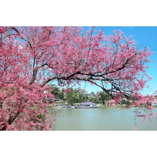 Chậu Mai anh Đào Đà Lạt - Khoẻ đẹp đang phát triển tốt