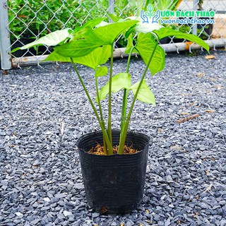 Cây trầu bà trắng (cây tróc bạc)