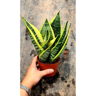 Cây Lưỡi Hổ💖SIÊU RẺ💖 Cây Lưỡi Hổ Mini Thái Viền Vàng Để Bàn Siêu Khỏe đẹp