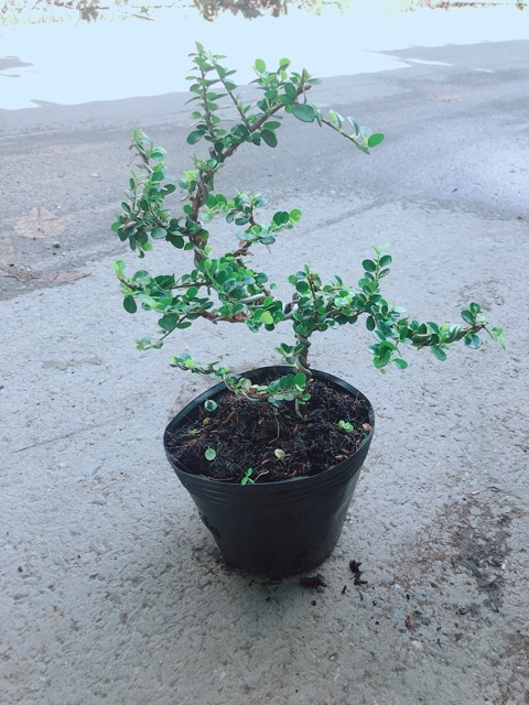 Linh Sam Núi Bonsai