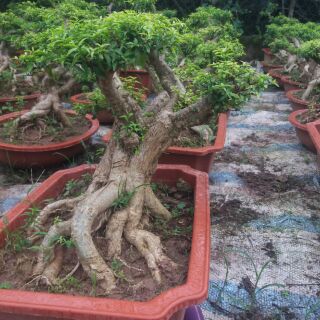 Cây Mai Chiếu Thuỷ Bonsai