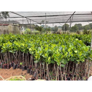 Cây Mít Tố Nữ Lùn