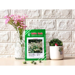 Hạt Giống Cỏ đuôi thỏ 100 Hạt/ Gói
