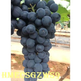 Hạt giống nho Daquan bốn mùa gieo hạt 10h