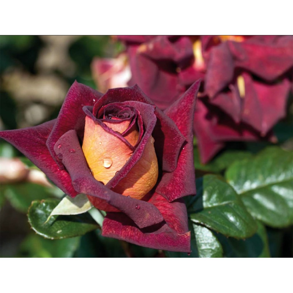 Hoa Hồng Dark Night