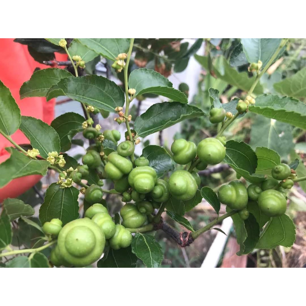 Cây táo tàu hồ lô - hồng táo hồ lô  đang hoa sắp trái cây cao 90-100cm - ship toàn quốc