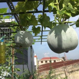 HẠT GIỐNG BÍ ĐAO HƯƠNG THÁI LAN
