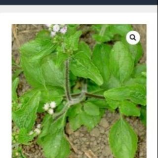 Hạt giống cây cứt lợn