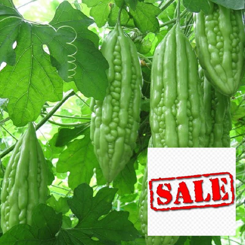 Gói 10 hạt giống mướp đắng xanh SALE