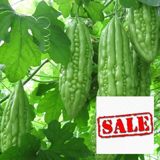 Gói 10 hạt giống mướp đắng xanh SALE