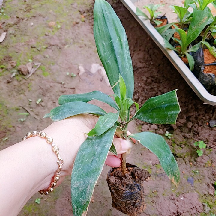 Sâm cau đỏ chuẩn giống 💍💦 TẶNG CÂY SÂM CAU ĐEN 💍💦 Với đơn hàng thanh toán trước