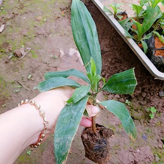 Sâm cau đỏ chuẩn giống 💍💦 TẶNG CÂY SÂM CAU ĐEN 💍💦 Với đơn hàng thanh toán trước