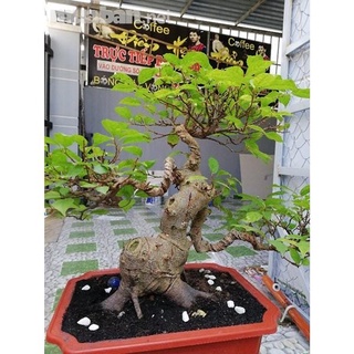 CÒN HÀNG CÂY SUNG THẾ CỰC ĐẸP