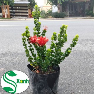 Hoa trang lá tim " giống mới"