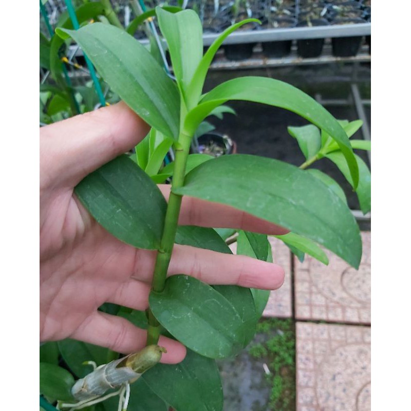 Giả hạc lộc bắc đua ngọn