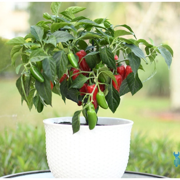 Hạt Giống Ớt Chịu Nhiệt Sai Trái Jalapeno