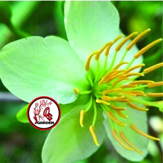 Hoa Thanh mai_cây ghép chuẩn