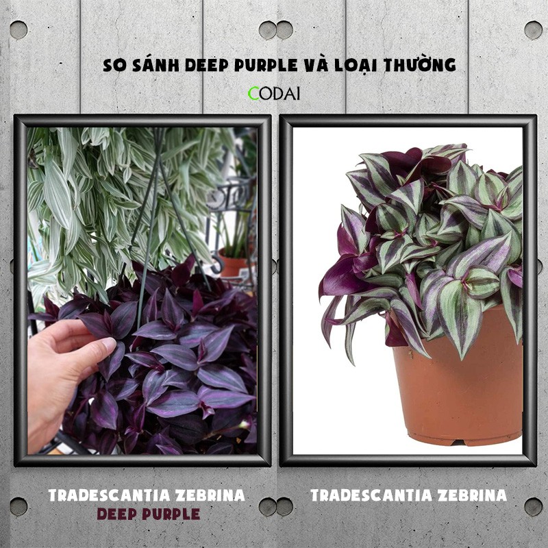 Cây Tradescantia Zebrina 'Deep Purple' (Thài Lài Siêu Tím Deep Purple) (không phải Thài Lài Tím Thường) chậu nhựa