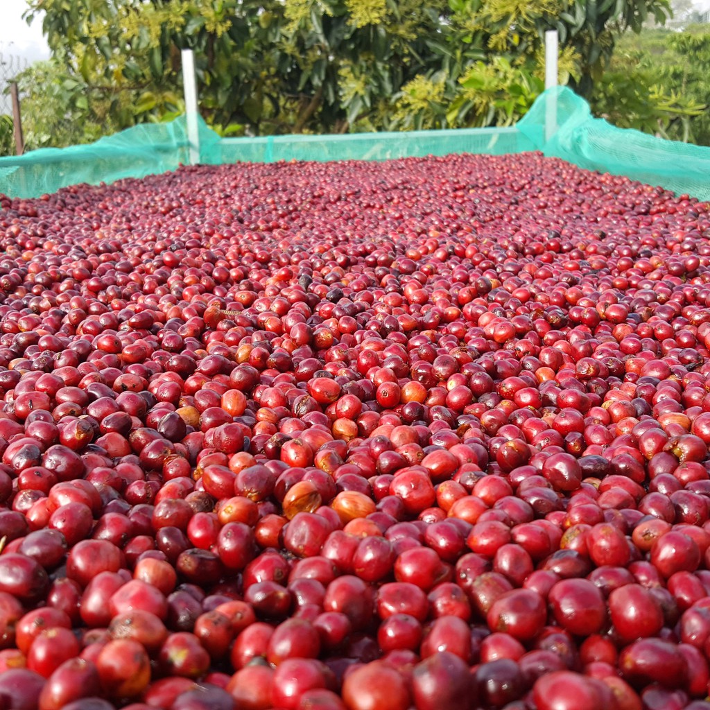 2 gói 500gr (1kg) Cà phê robusta rang xay, cà phê nguyên chất - 1000gr - Duta's Coffee - duta1000g | BigBuy360 - bigbuy360.vn