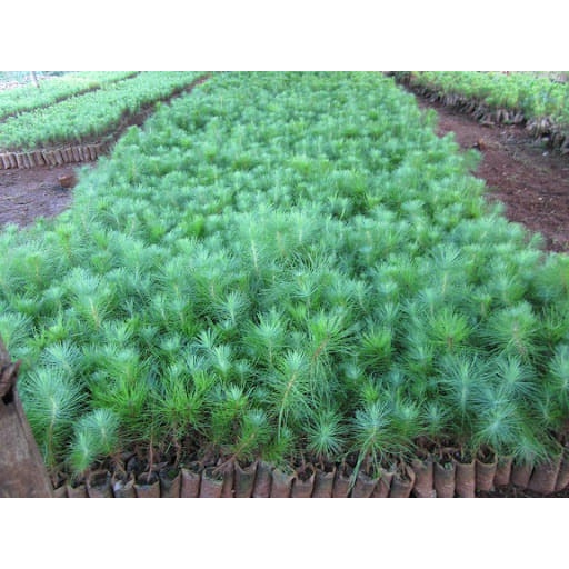 Hạt giống cây giống thông caribe - 1 gói 5 hạt