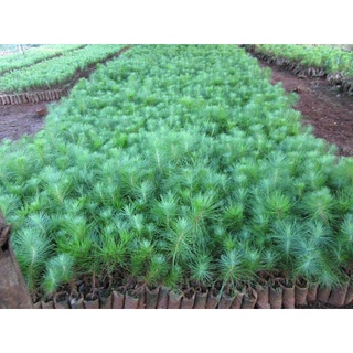 Hạt giống cây giống thông caribe - ( gói 5 hạt )