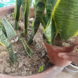 Cây lưỡi hổ