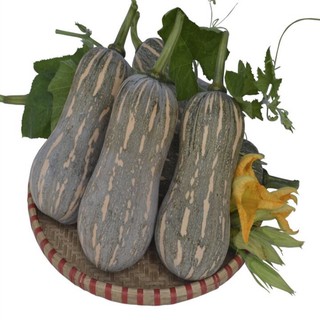 Hạt giống bí đỏ lai F1 (10 hạt) SD59 - Đồng Tiền Vàng