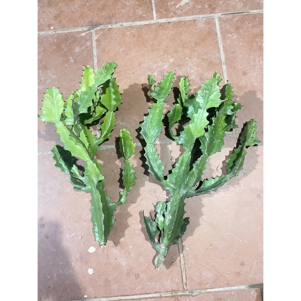 xương rồng ba cạnh (loại cao 50-55cm)