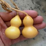 Hạt Giống Bầu Hồ Lô Tí Hon  Năng Suất Cao - MUA 3 TẶNG 1 CÙNG LOẠI