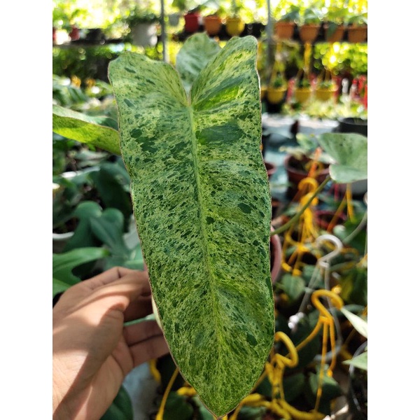 Philodendron Paraiso